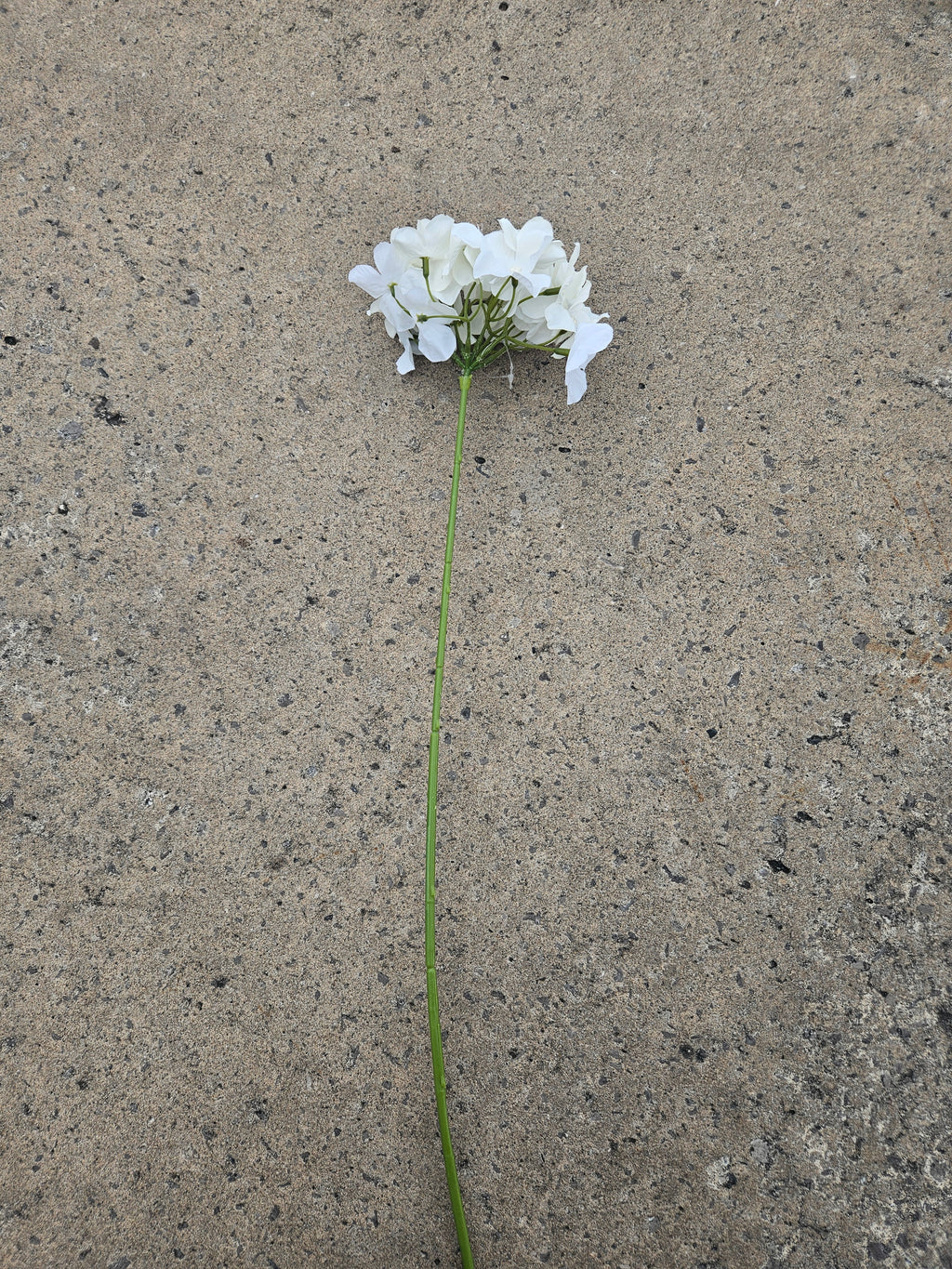 36 Thin Stem Ivory Hydrangea (£10 Saving)