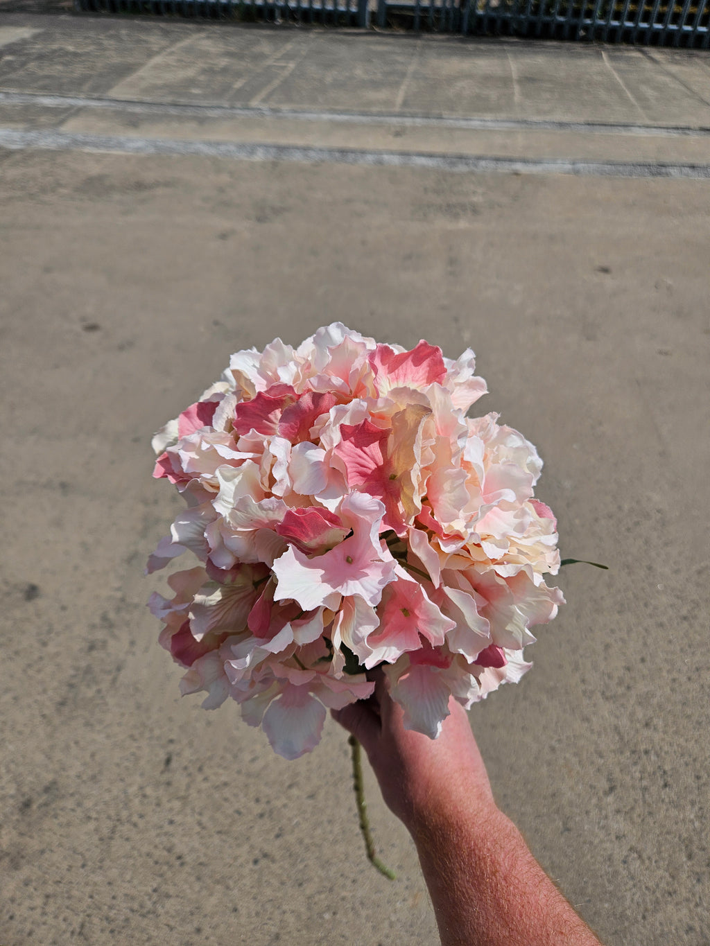 Long Stem Baby Pink Hydrangea