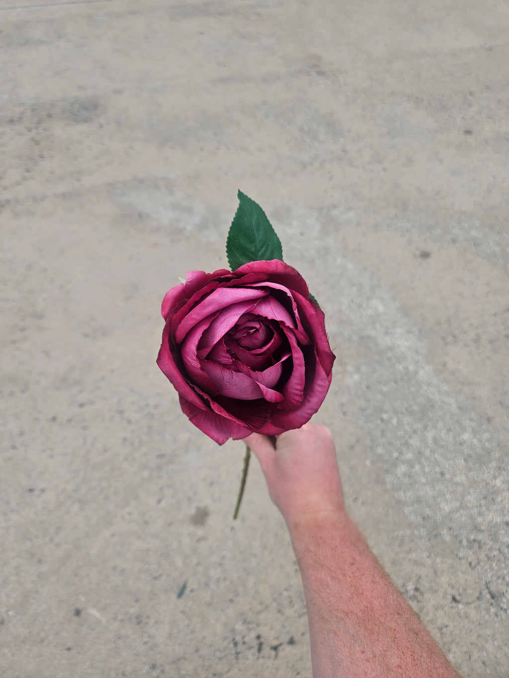 Burgundy Cabbage Rose