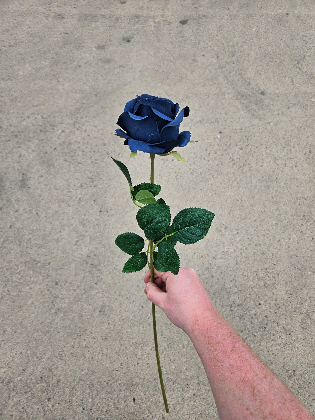 48 Navy Harper Roses