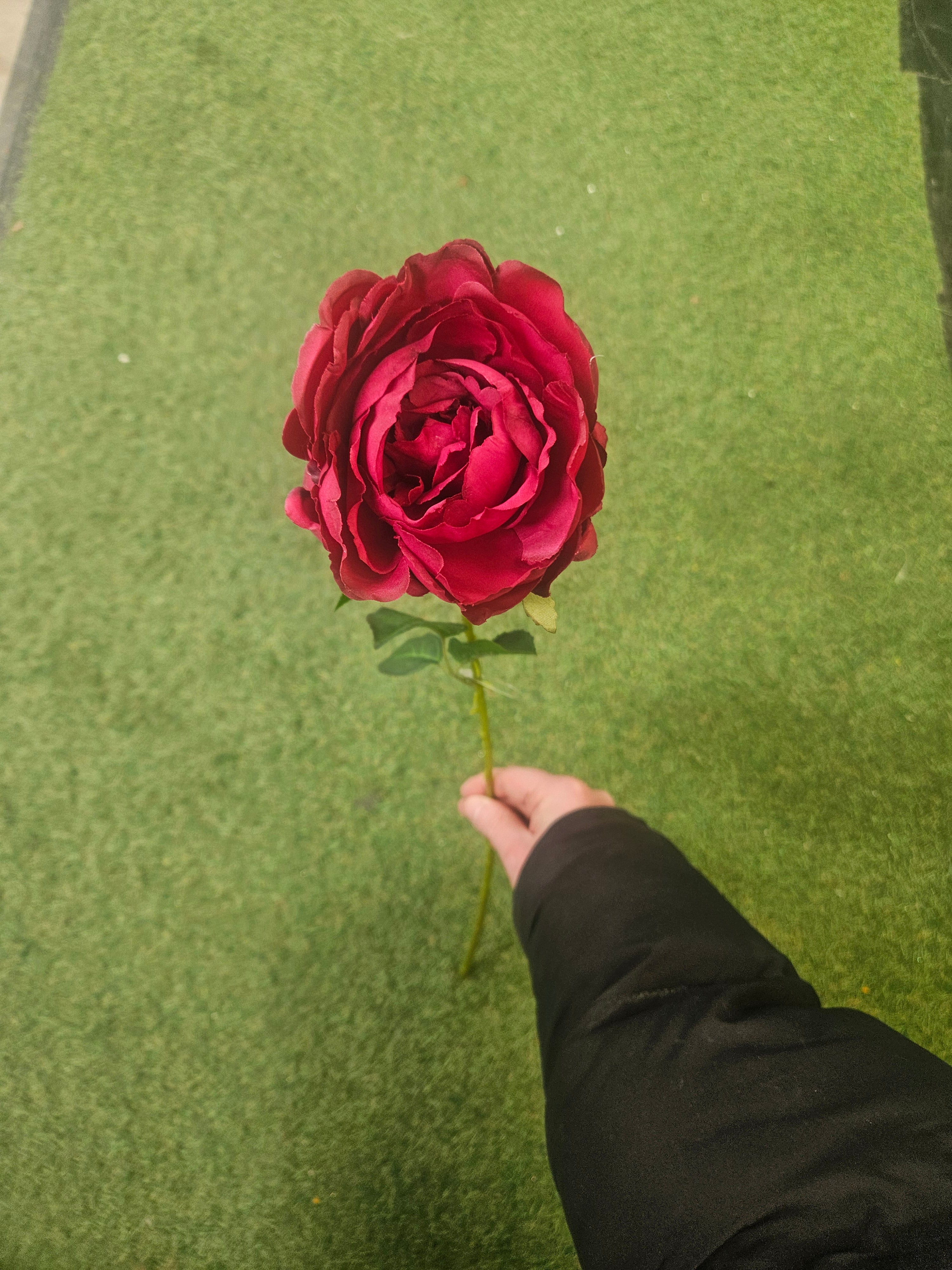 10x Burgundy Peonies