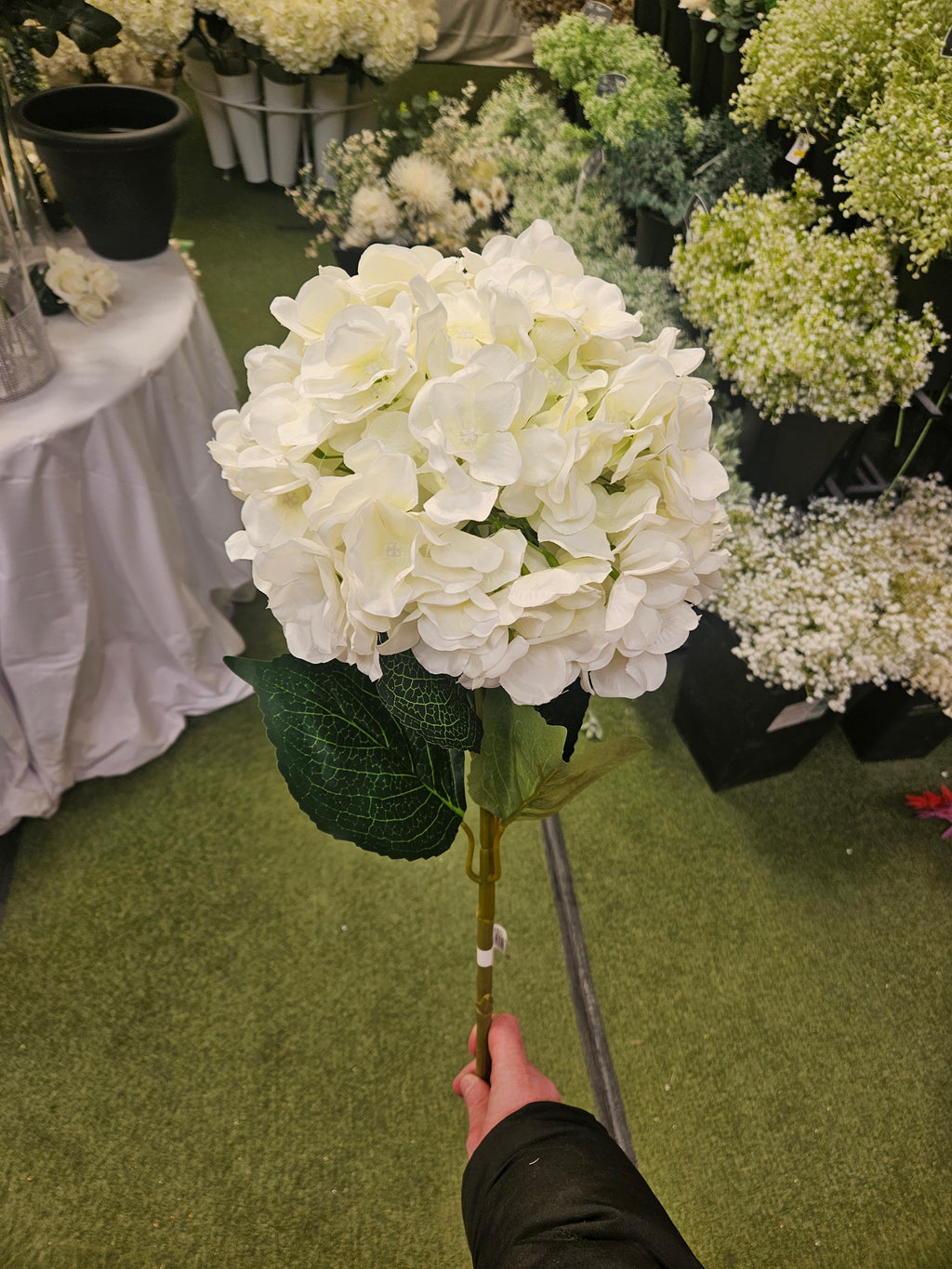 Giant Ivory Hydrangea