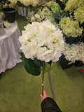 Giant Ivory Hydrangea