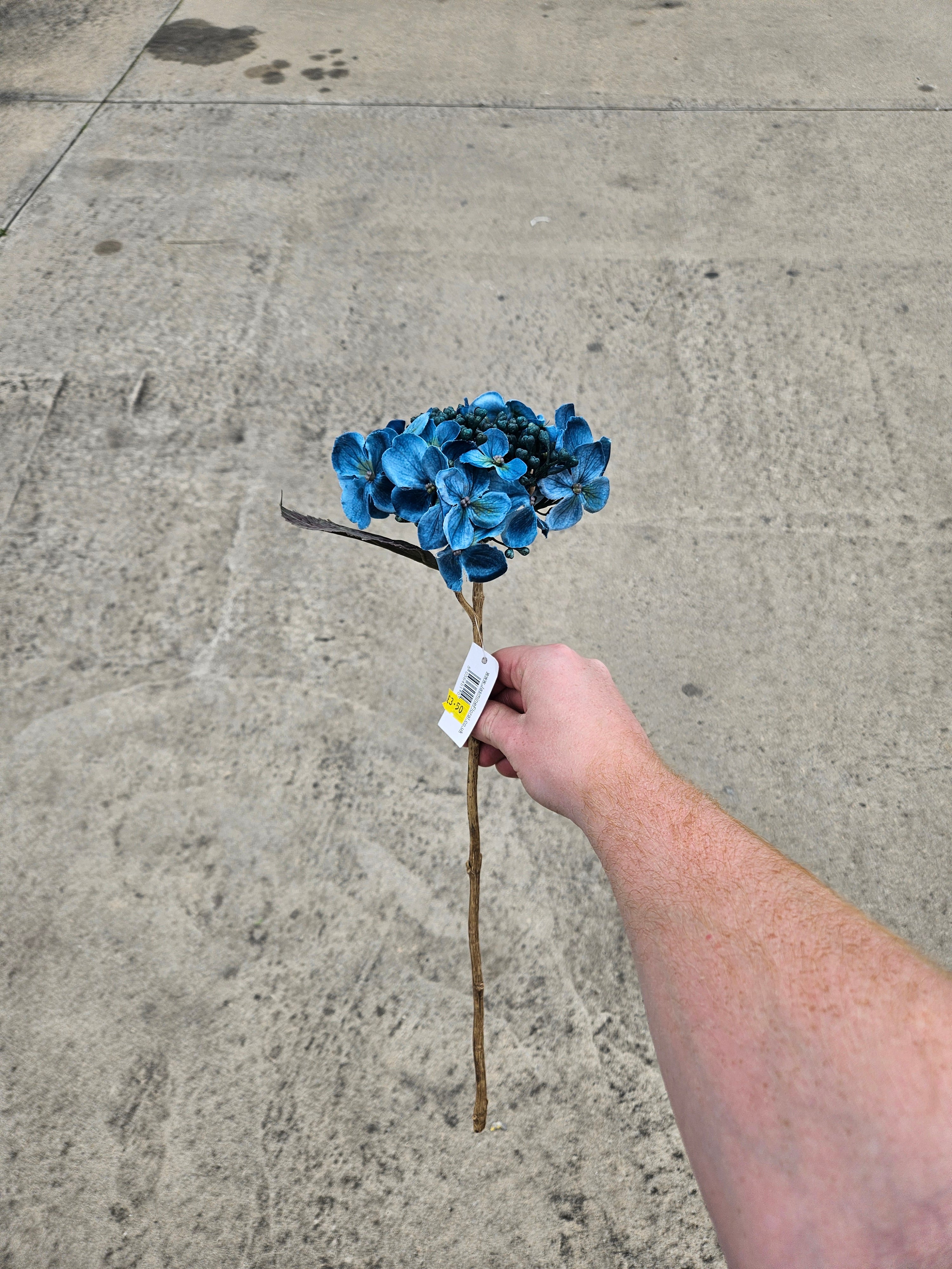 Teal Budding Hydrangea