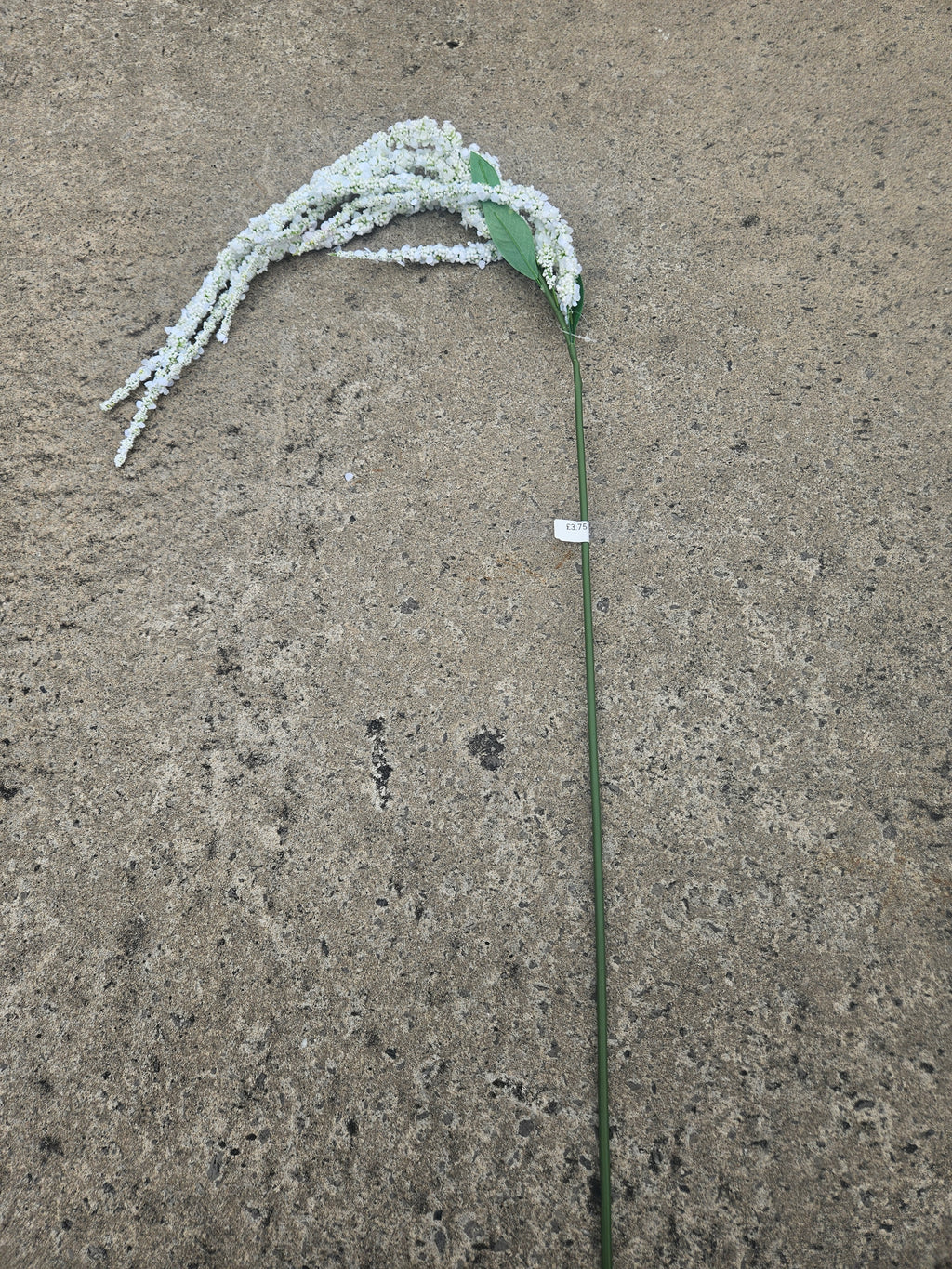 White Amaranthus