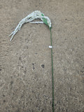White Amaranthus
