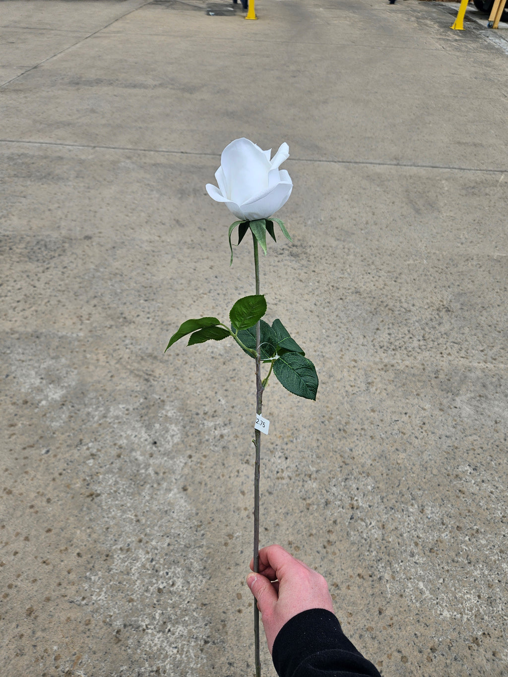 White Real Feel Rose