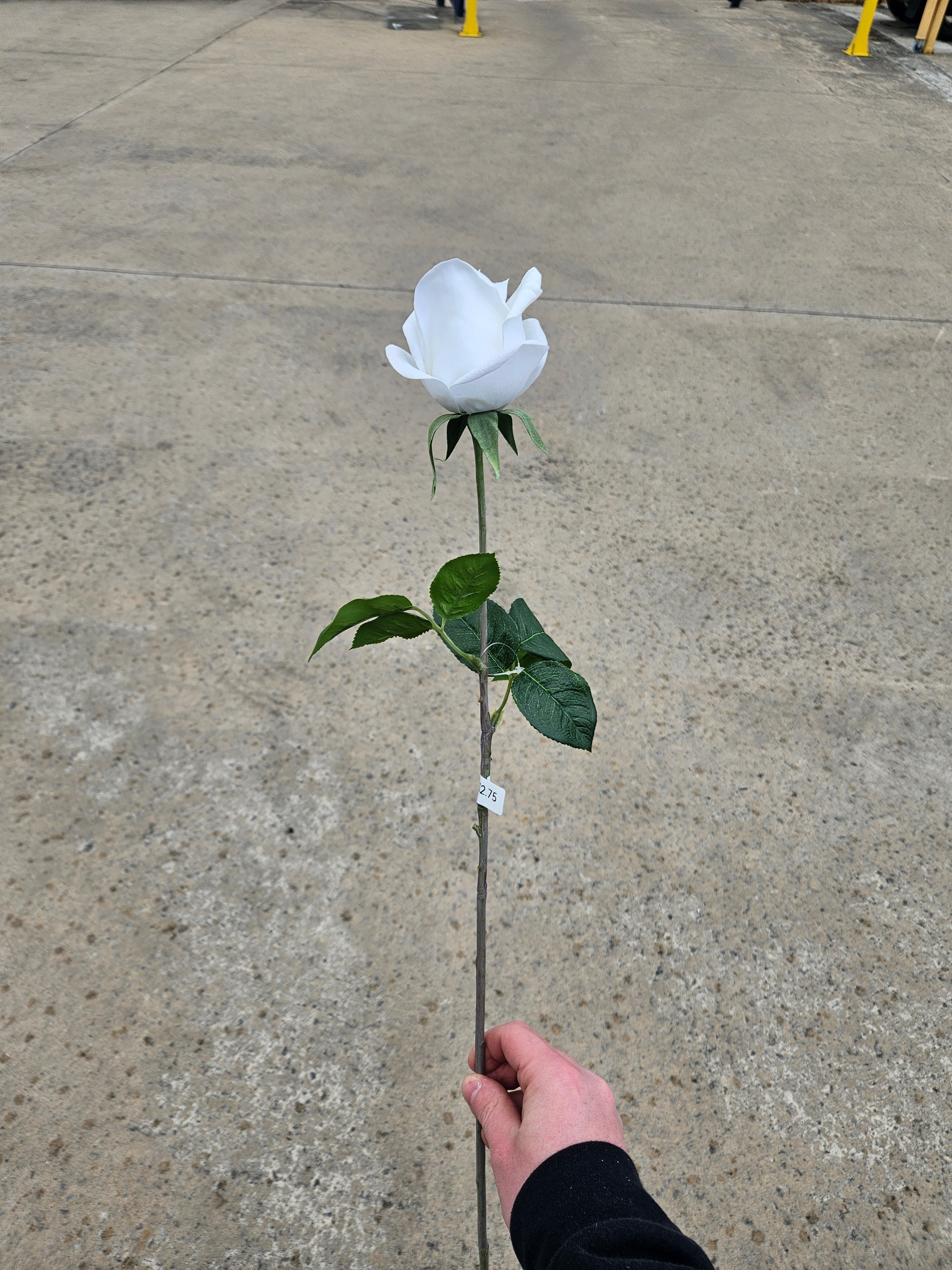 White Real Feel Rose