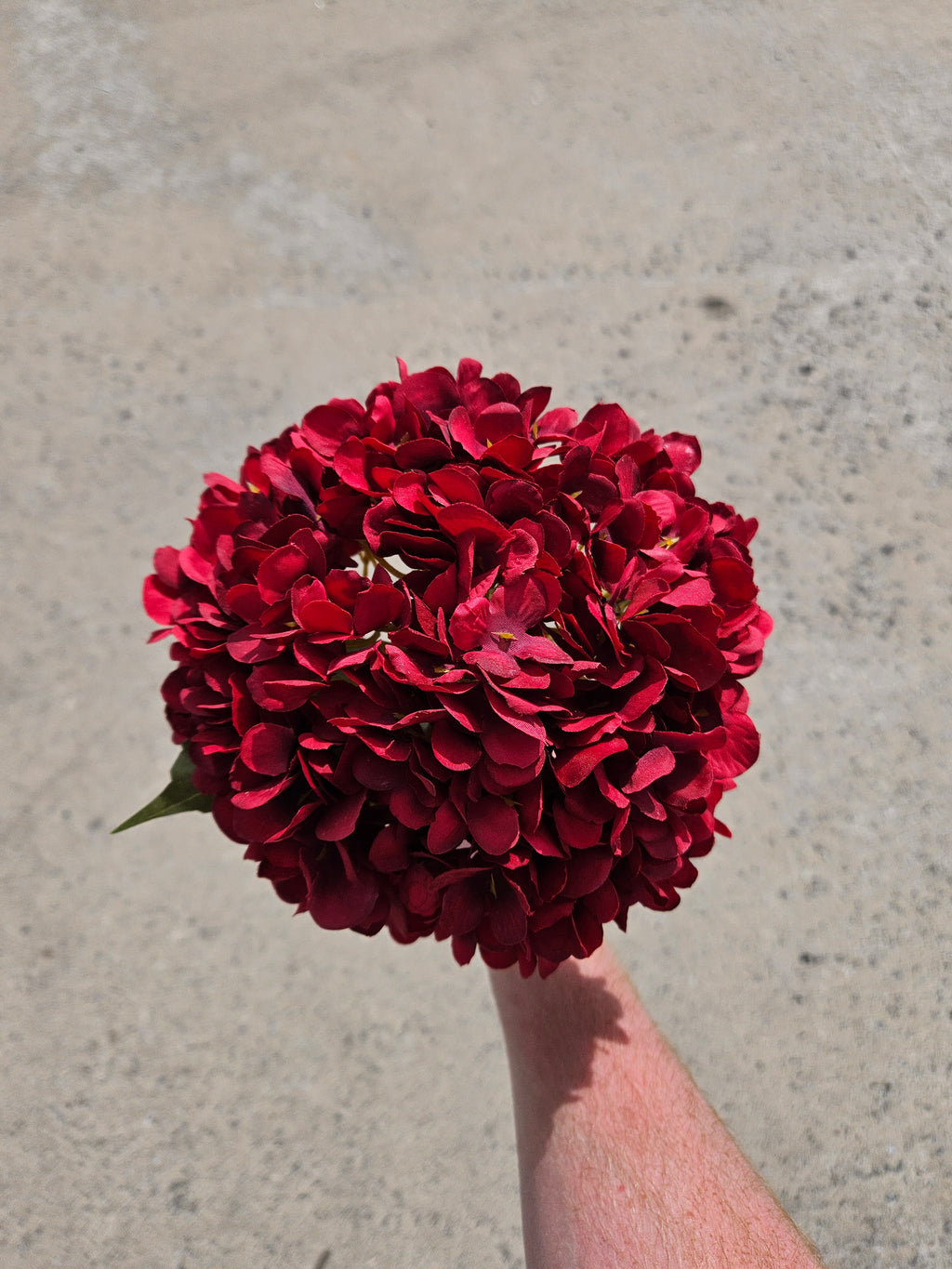 Wine Red Hydrangea