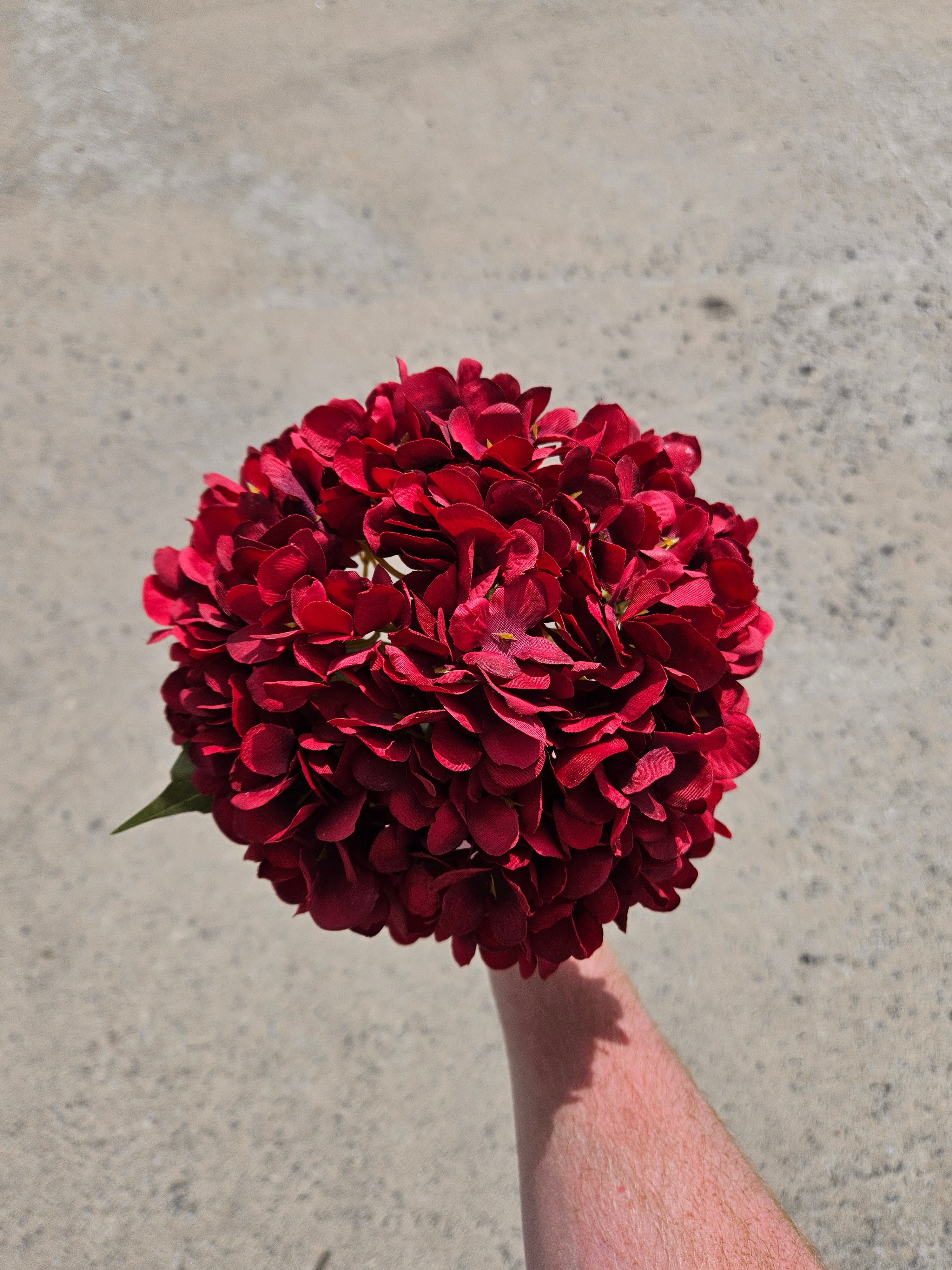 Wine Red Hydrangea