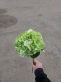 Green French Hydrangea