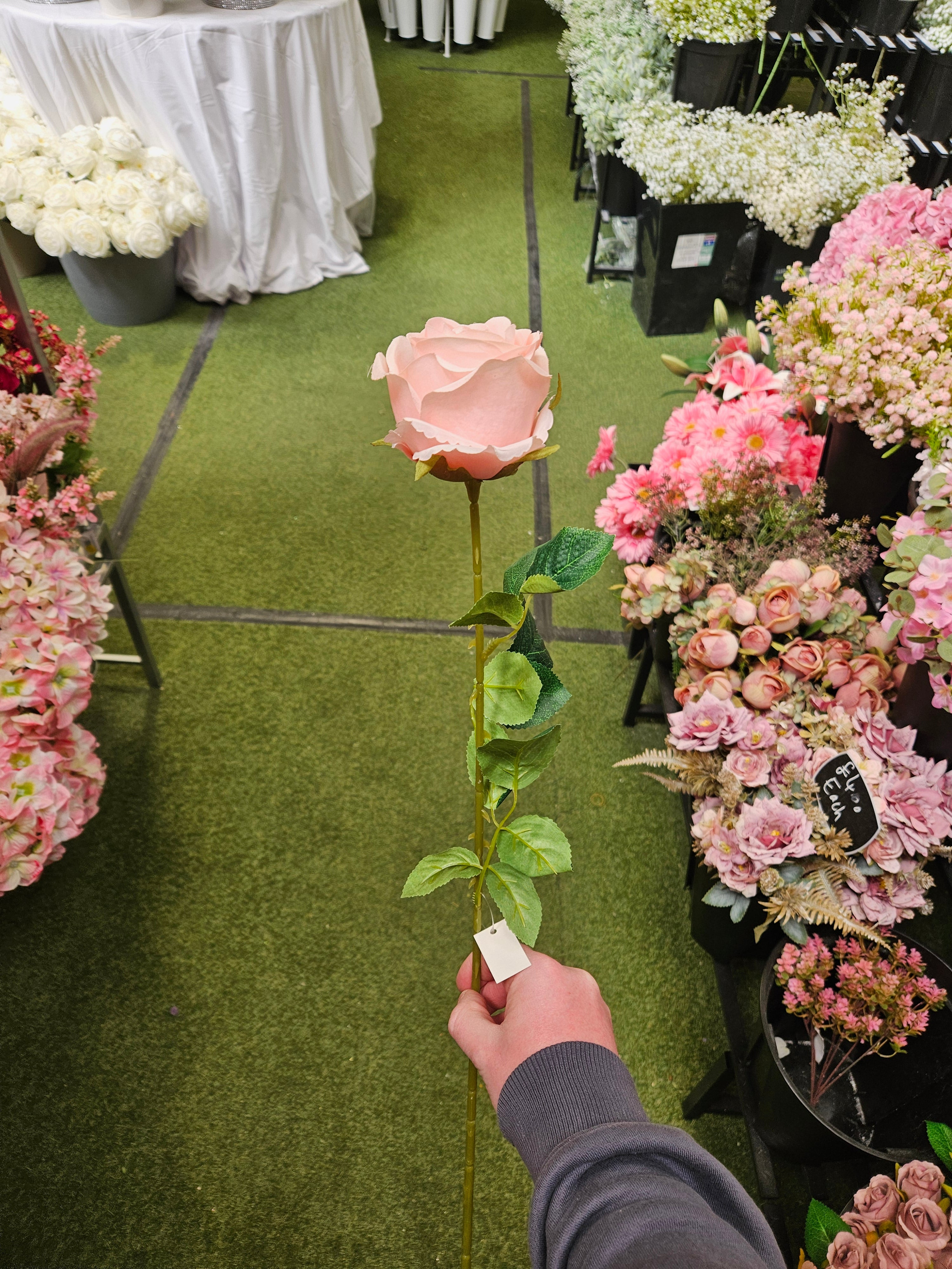 Pink Harper Rose