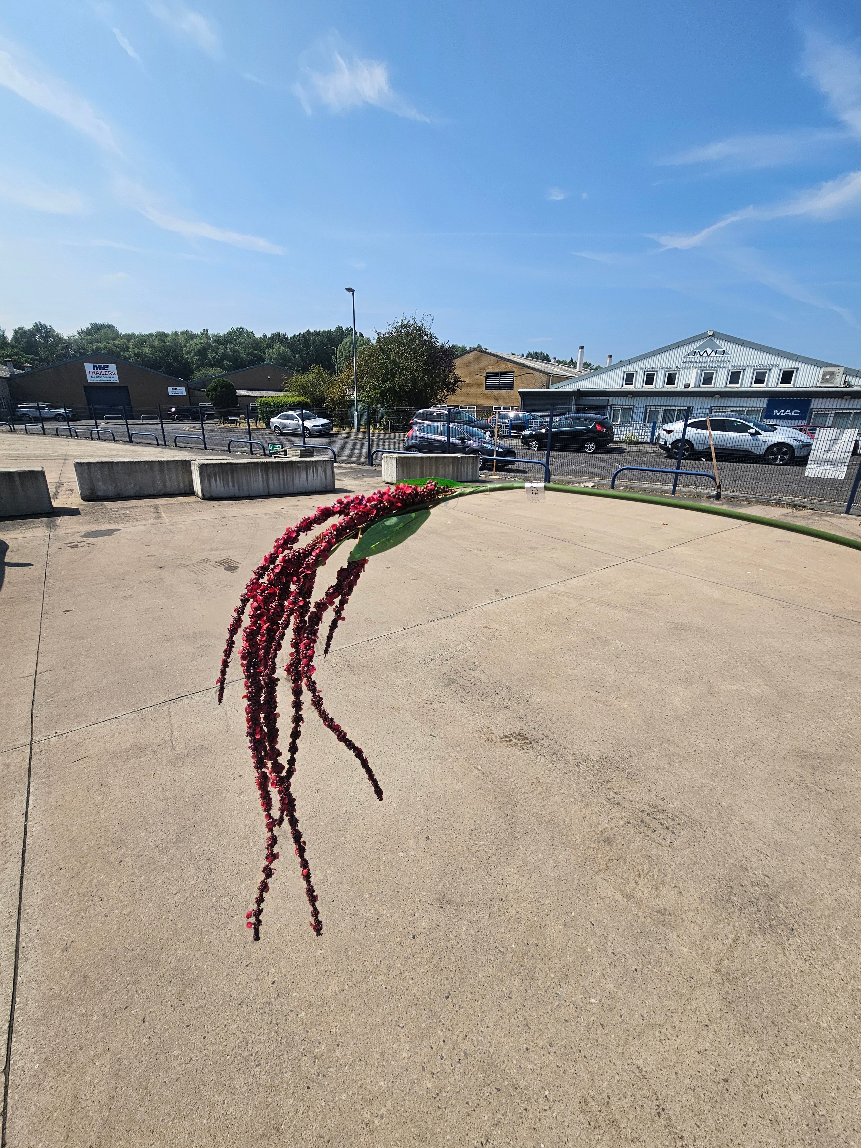 Burgundy Amaranthus