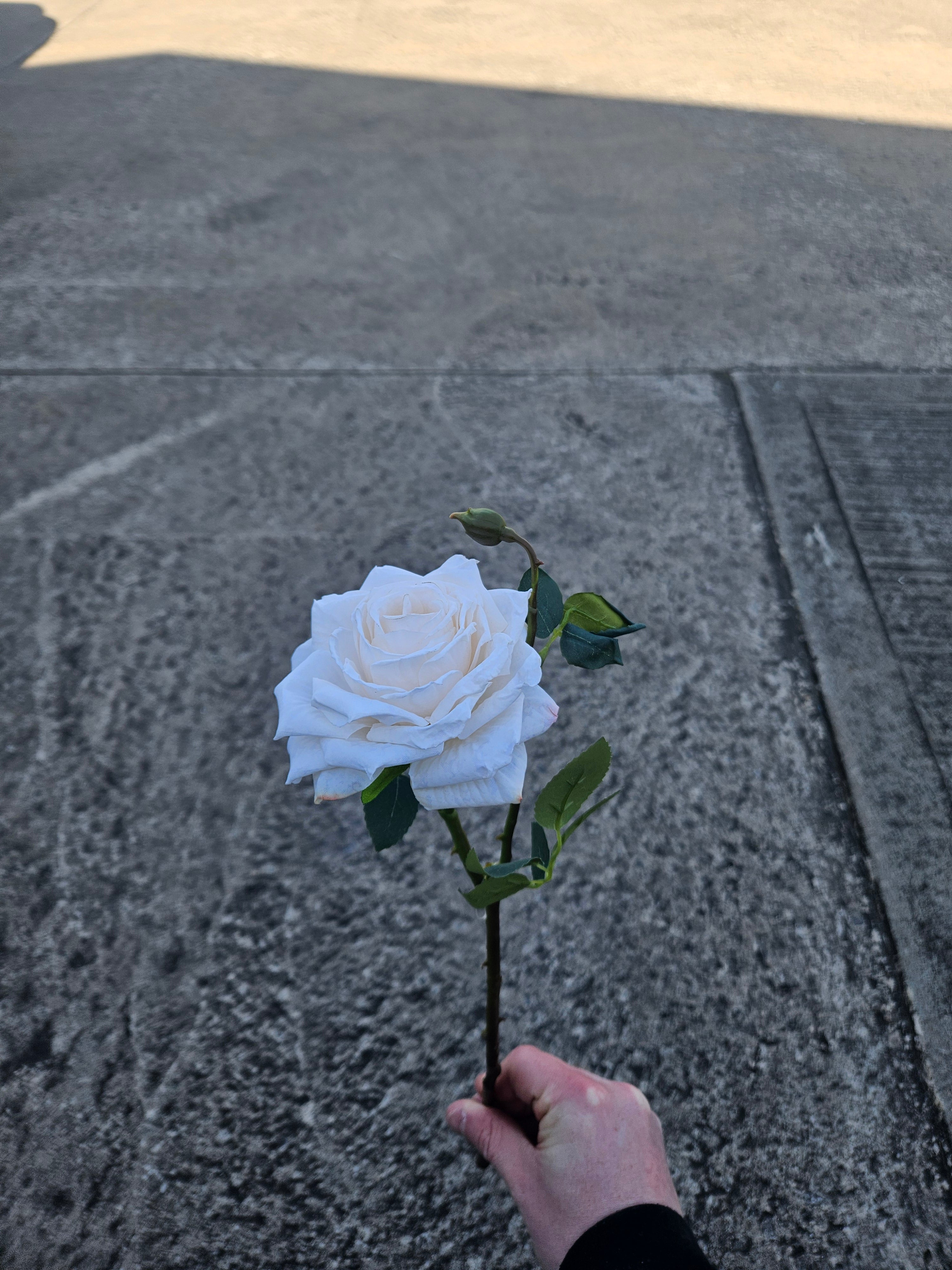 Dry Touch Rose