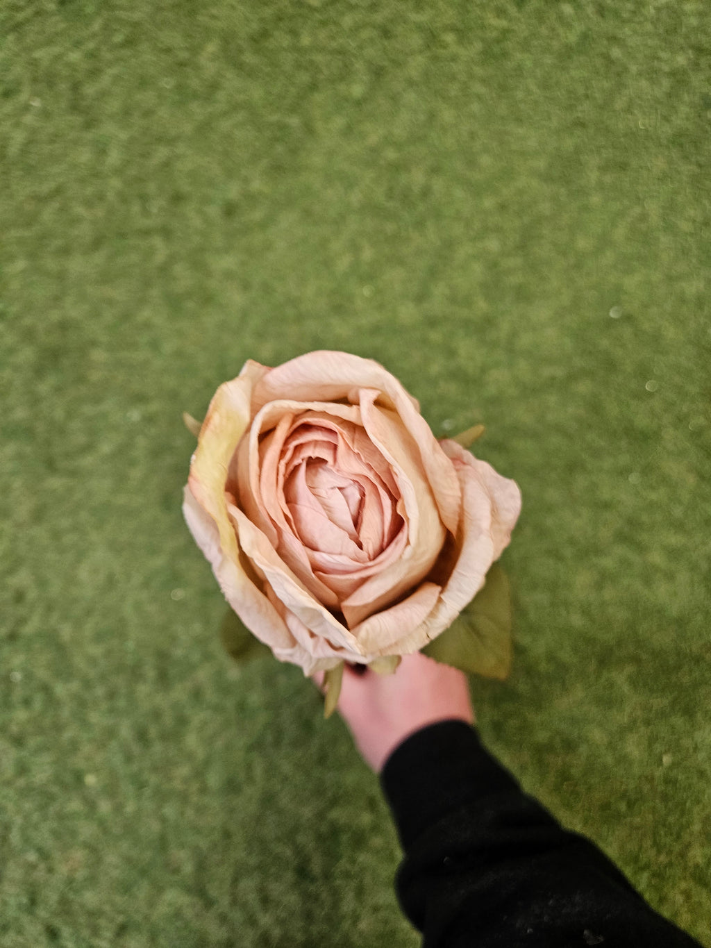 Dry Touch Dusty Pink Rose
