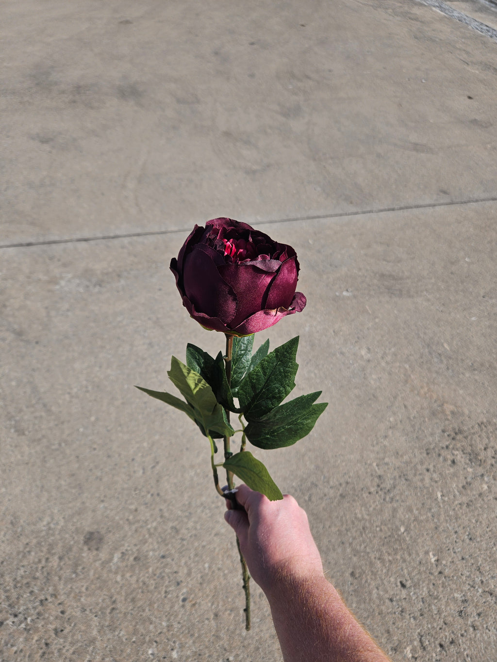Burgundy Peony (LIMITED AVAILABILITY)