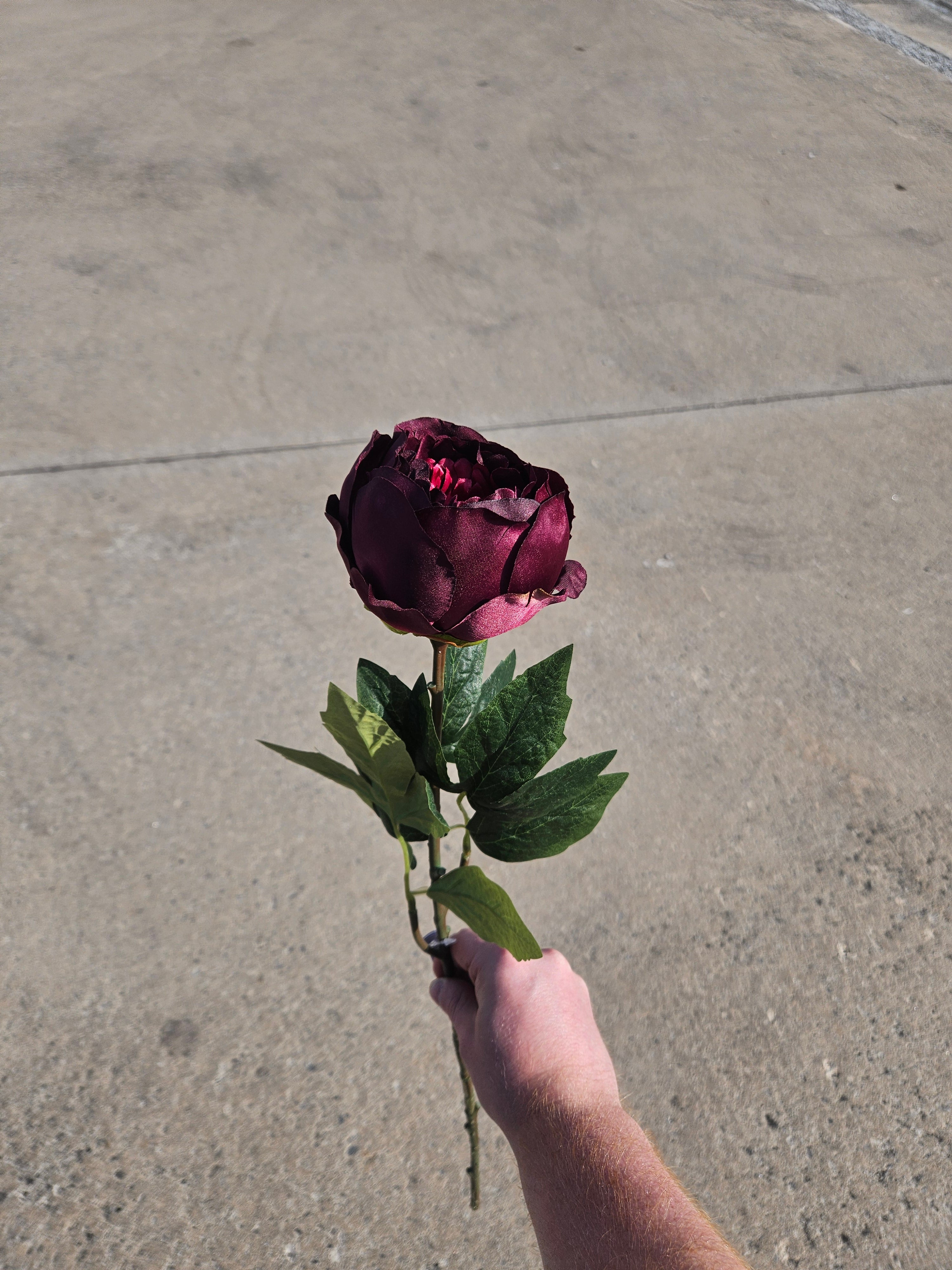 Burgundy Peony (LIMITED AVAILABILITY)