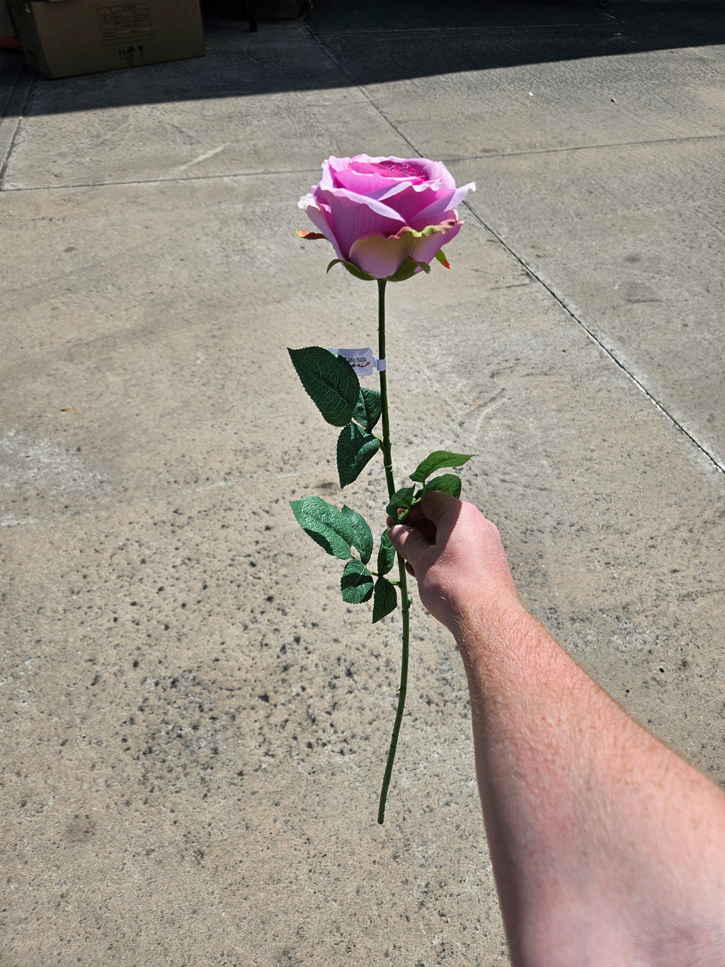 12 Pink Globe Roses
