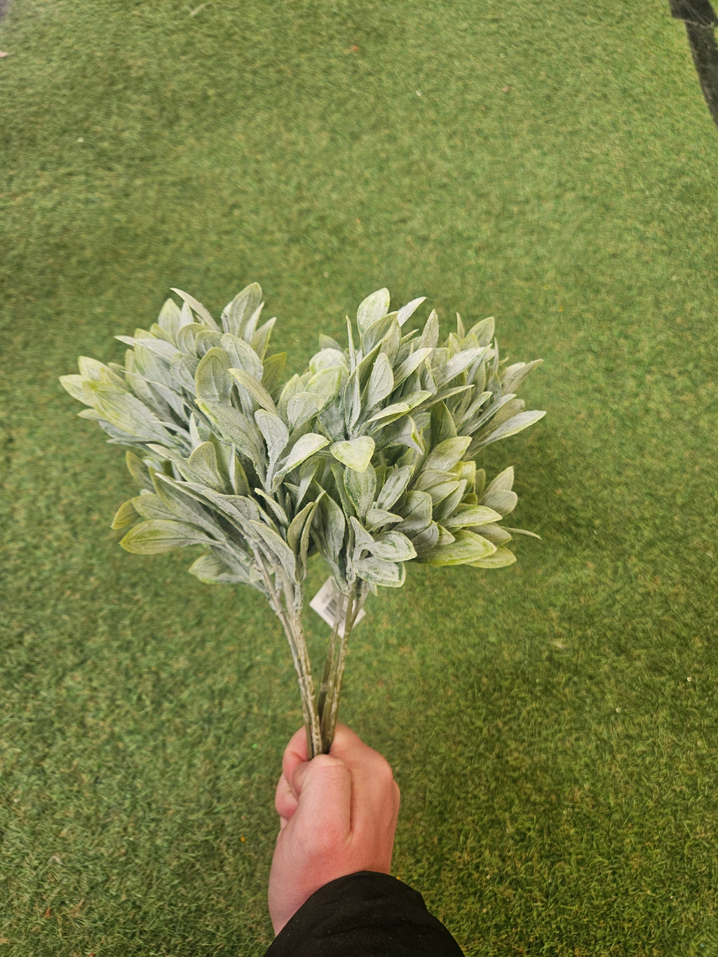 Ruscus Bunch (6 Stems)