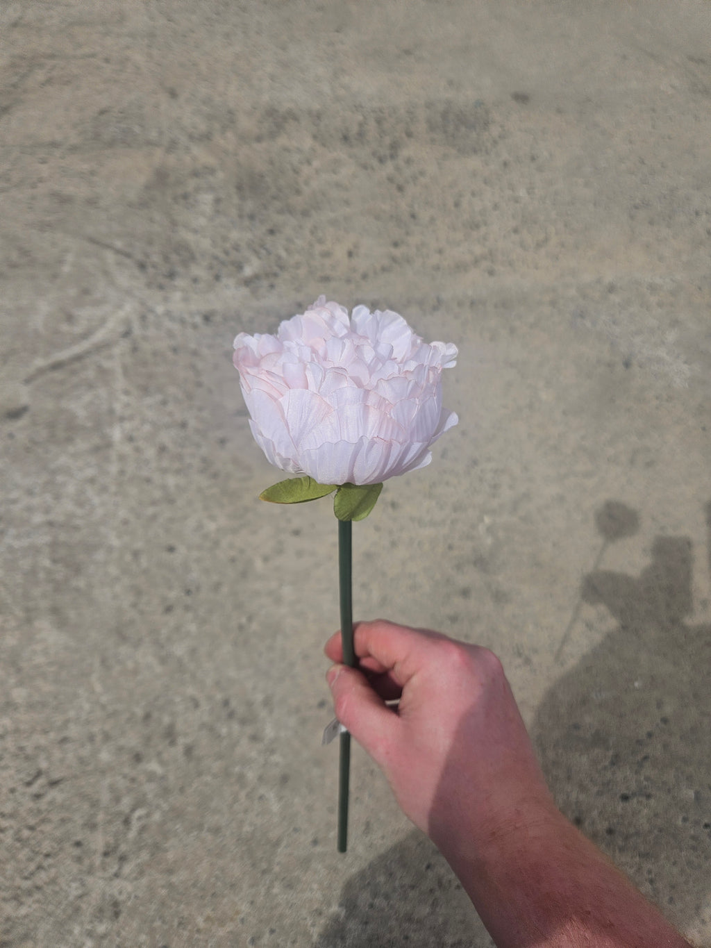 Short Stem Peach Peony