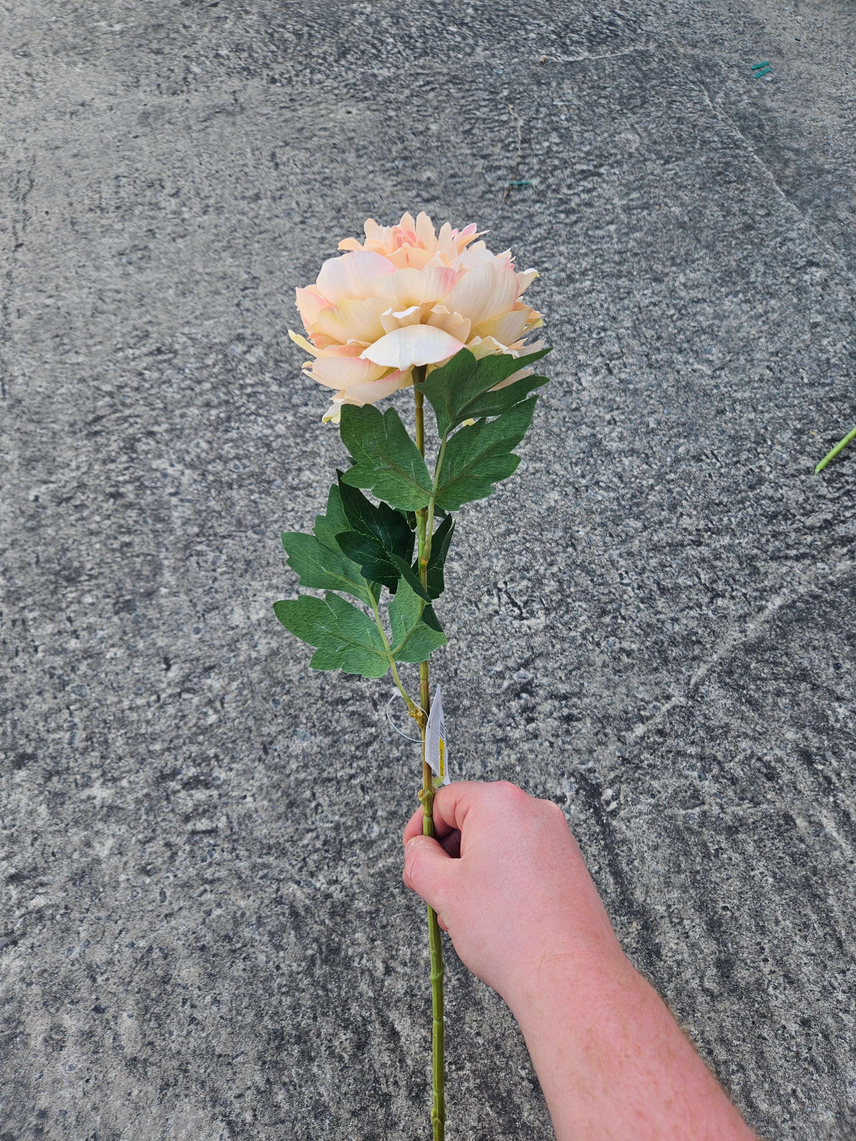 Peach Peony