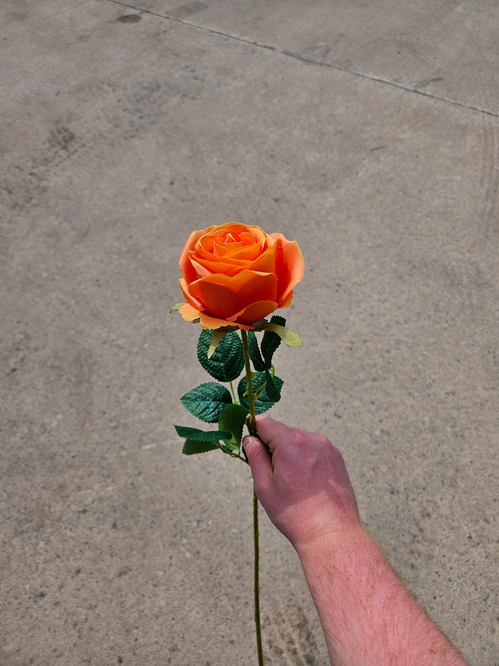 AUTUMN OFFER - Box of 48 Orange Harper Roses