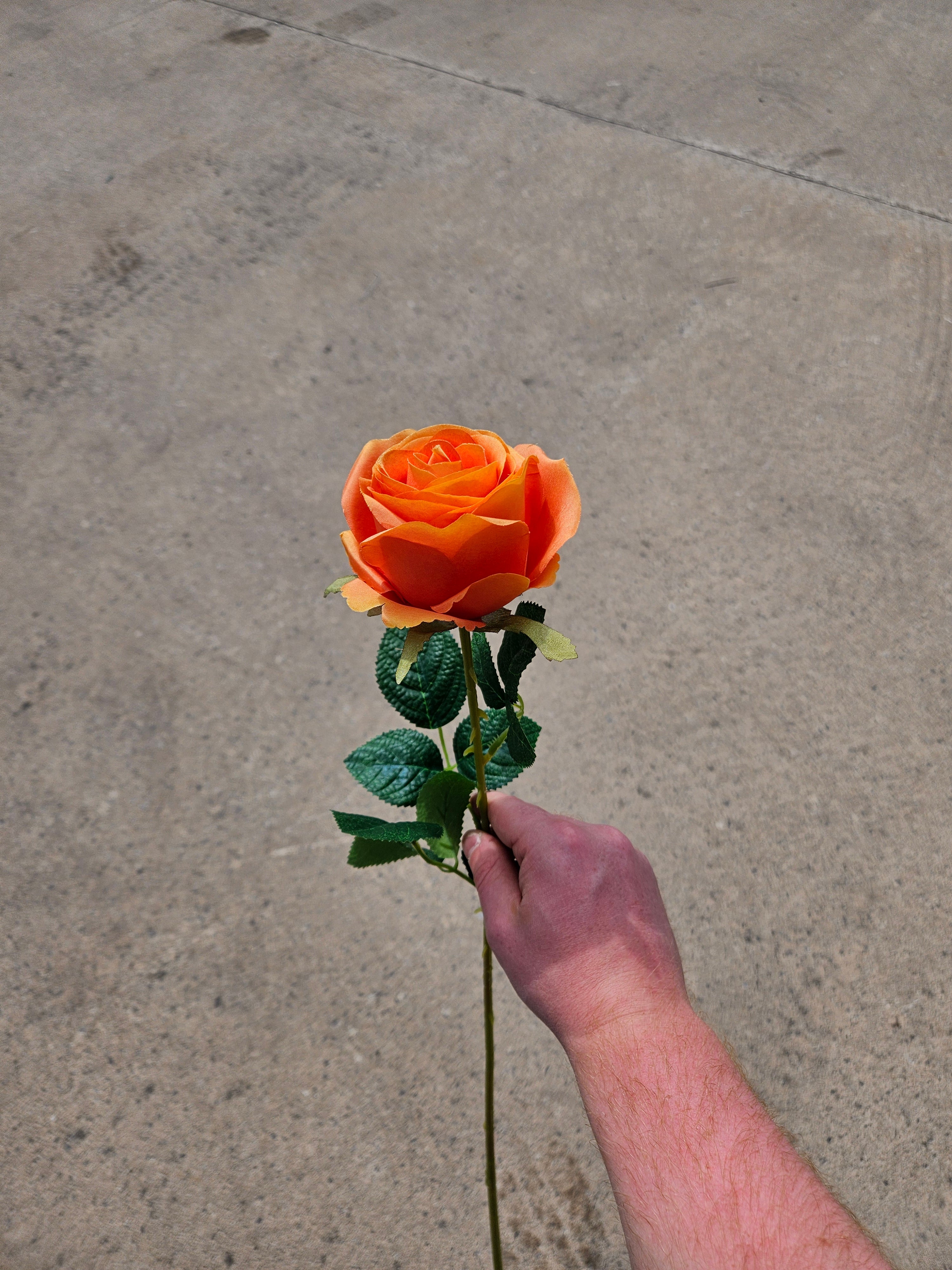 AUTUMN OFFER - Box of 48 Orange Harper Roses