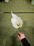 Real Feel Thin Stem Calla Lily