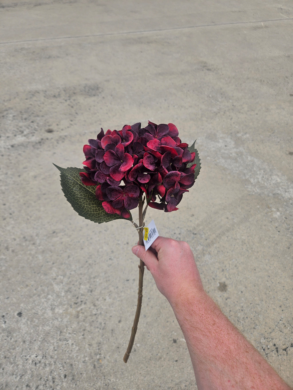 Burgundy Hydrangea