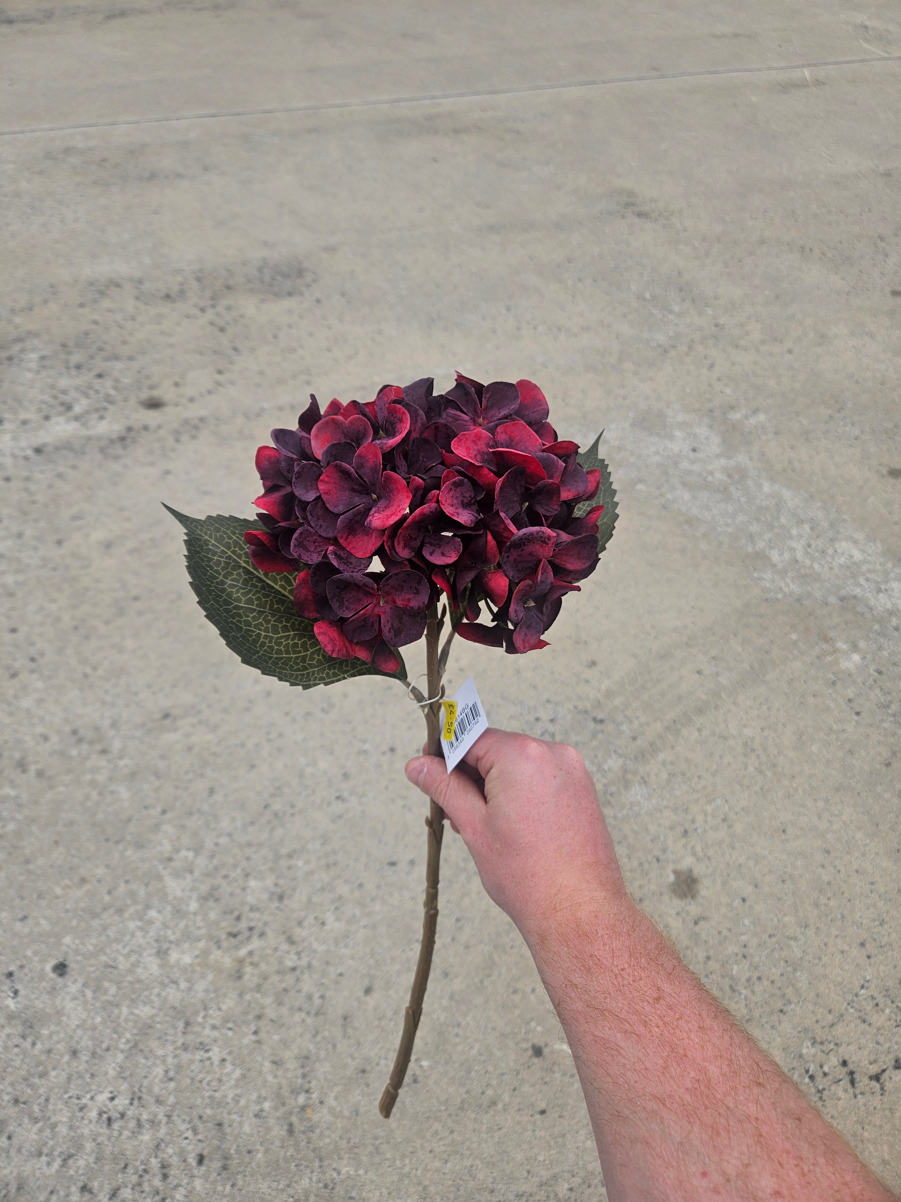 Burgundy Hydrangea