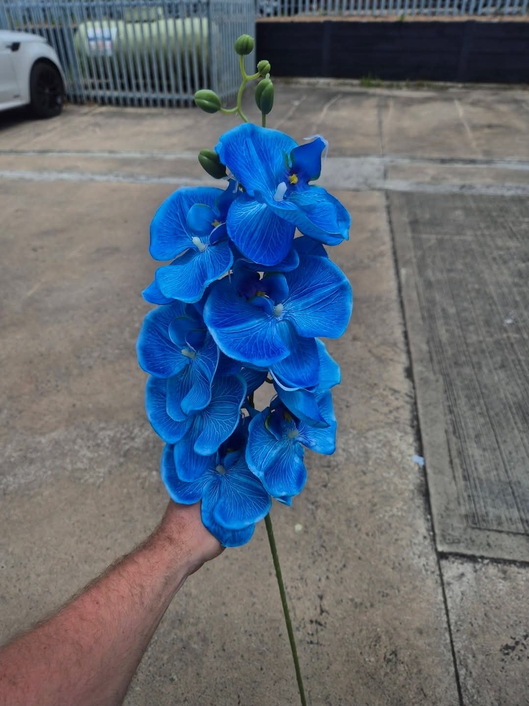 Tropical Blue Orchid