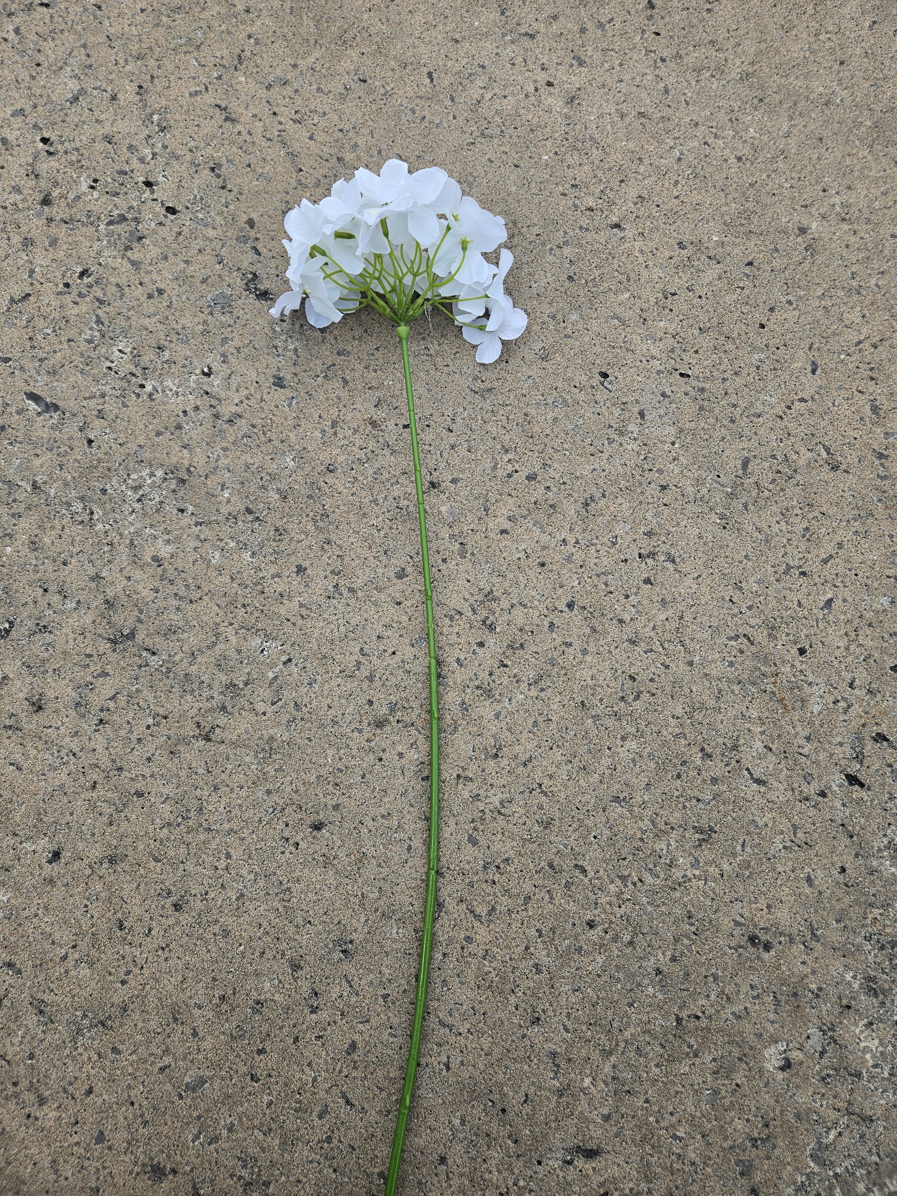 36 White Thin Stem Hydrangeas (£10 Saving)