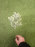 Ruscus Bunch (6 Stems)