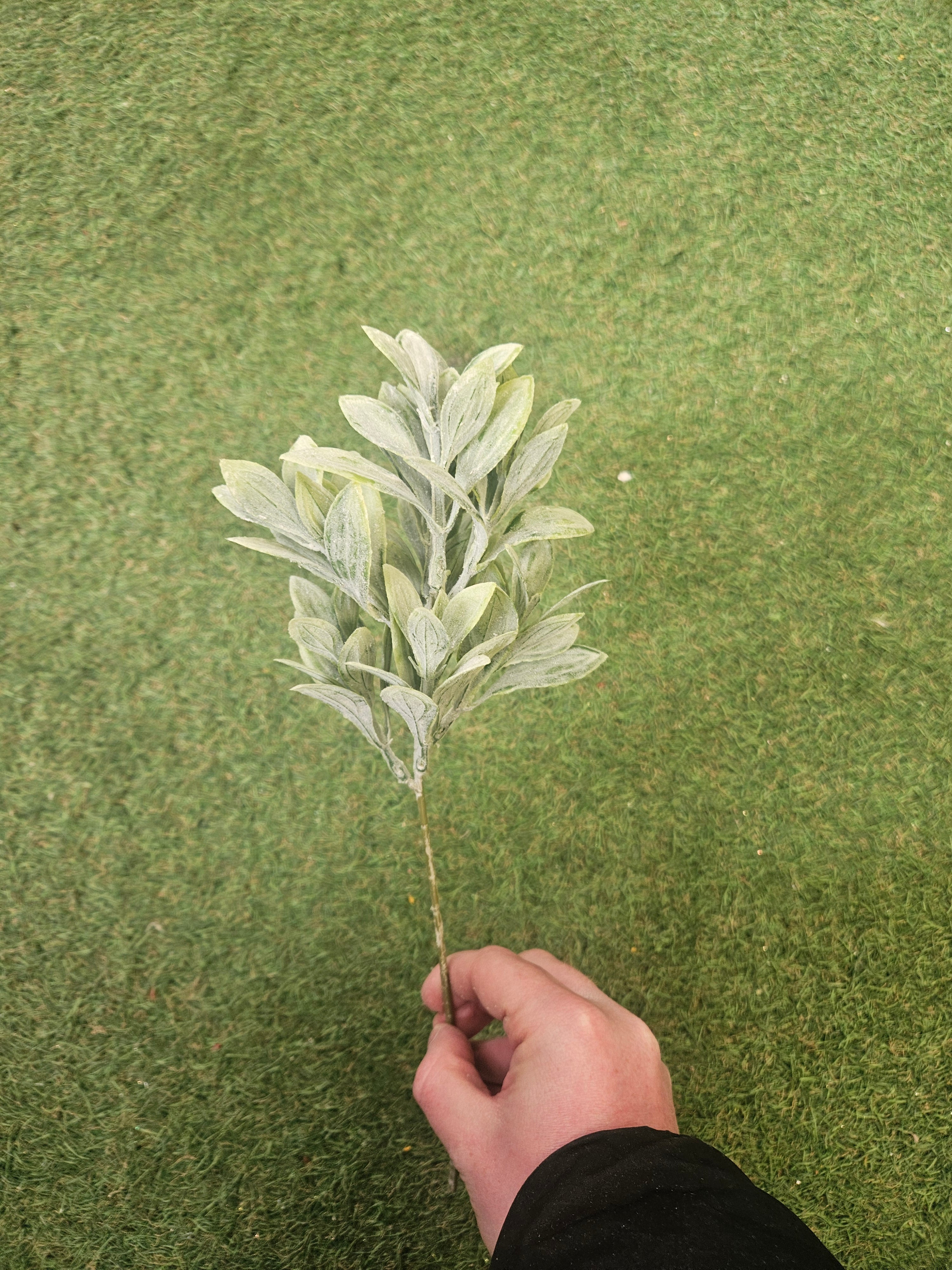 Ruscus Bunch (6 Stems)