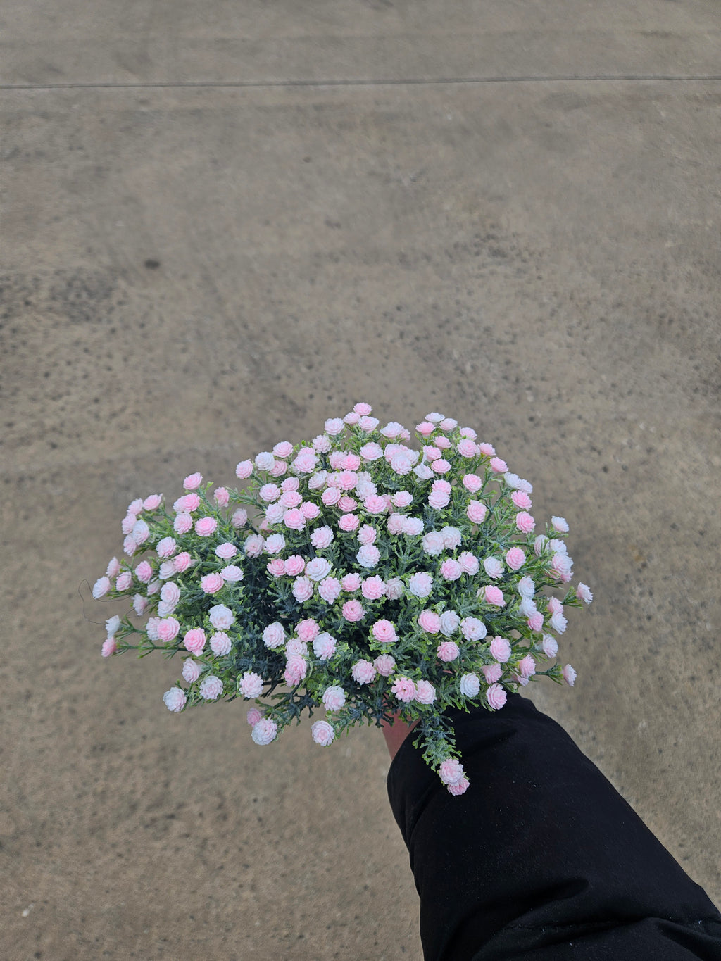 Pink Gypsophilia Bunch (10 Stems)