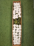 Box of 48 Amira Roses (White)