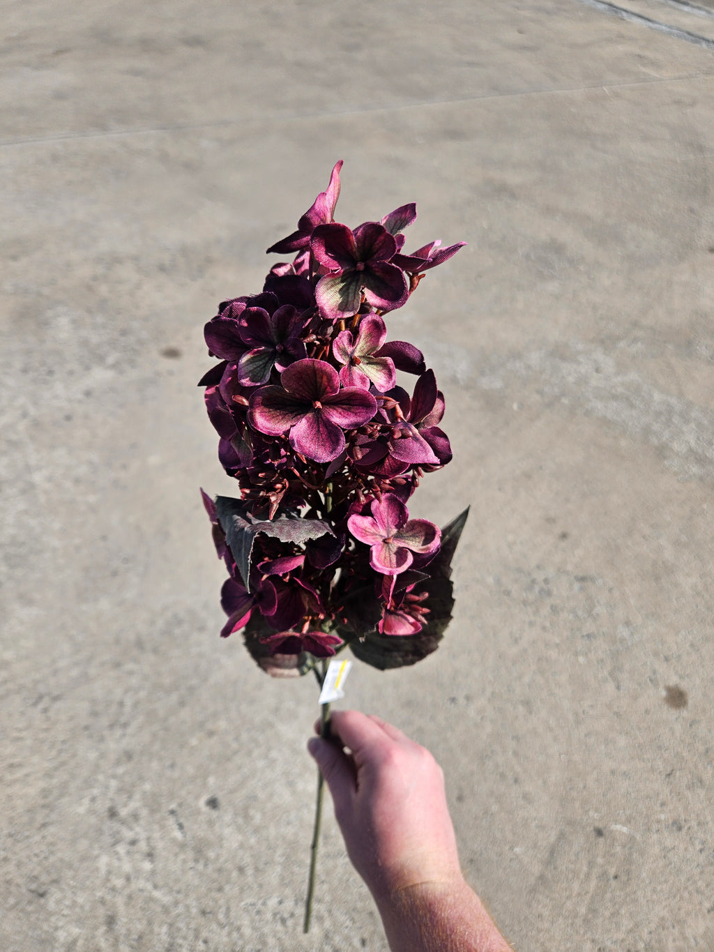 Burgundy Hydrangea Bud