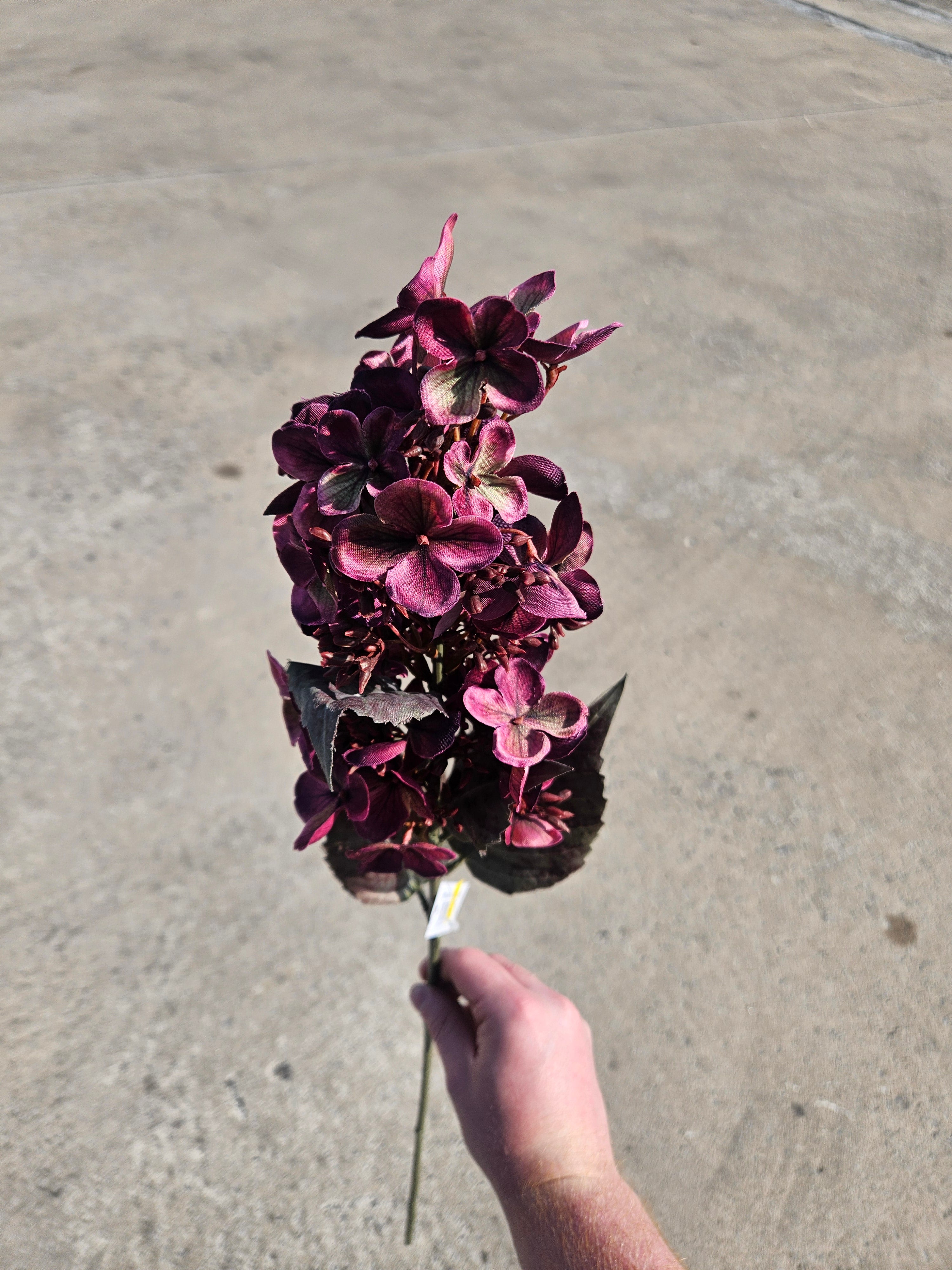 Burgundy Hydrangea Bud